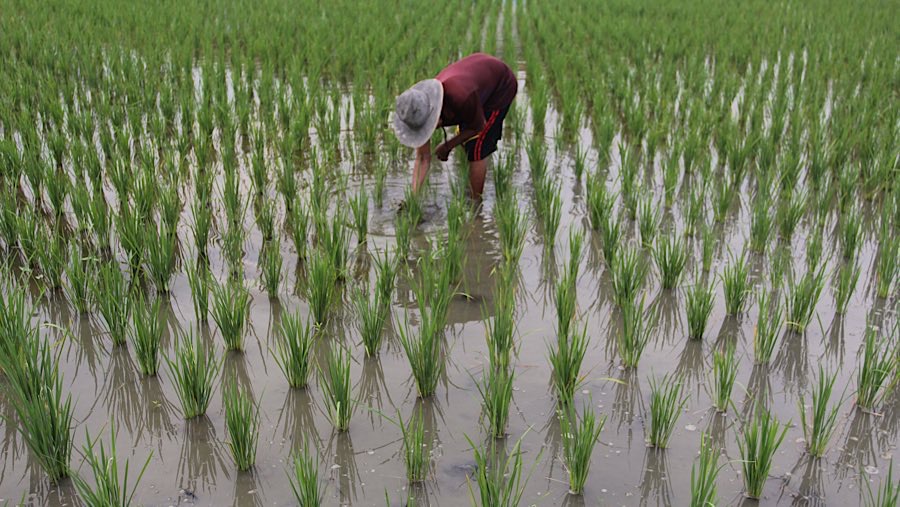 Amran Kerek Target Produksi Beras Tahun Depan 34,77 Juta Ton