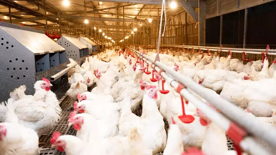 Saham AYAM Bidik Pertumbuhan 2026, Ditopang Program MBG dan Ekspansi Bisnis